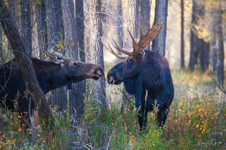 Bull and cow moose facing each other in autumn Grand Teton forest, bull with antlers, warm fall light, fine art wildlife photography by Tamara Gooch.