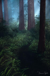Massive California Redwood trunks rising through morning forest mist and ferns.
