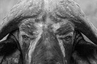 Extreme black and white close-up of Cape buffalo face with massive horn boss and deep-set eyes, Tanzania, Africa.