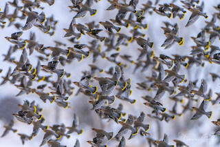 Fine art photography of a flock of Cedar Waxwings in flight. Luxury bird wall art for high-end interior design.