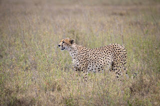 Cheetah moving through tall dry savanna grass in full profile, focused and intent, Tanzania, Africa.

