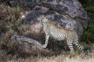 Cheetah standing in full profile against granite kopje boulders glancing back at camera, Tanzania, Africa.
