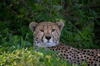 Cheetah with distinctive tear stripes and amber eyes resting in green vegetation, Tanzania, Africa.