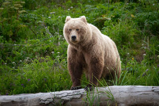 Blonde phase brown bear standing over driftwood log among summer wildflowers, Lake Clark National Park, Alaska.