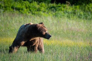 Large brown bear moving through tall green meadow grass in golden side light, Lake Clark National Park, Alaska.