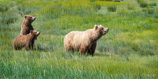 Grizzly bear sow with two cubs in lush green sedge meadow, one cub standing upright, Lake Clark National Park, Alaska.
