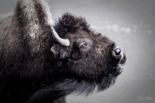 Close-up profile portrait of American bison bull, dense curly coat and curved horn, soft grey background, black and white wildlife fine art photography print.