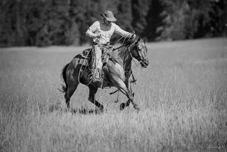 Black and white fine art photo of a cowboy working a rope on a dark quarter horse through tall grass, Wyoming, timber behind.