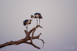 Fine art photography of two Grey Crowned Cranes perched on a dead tree branch in Africa. Luxury bird wall art for high-end interior design.