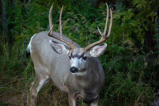 Mule deer buck with multi-point antlers looking directly at camera from forest edge, American West.