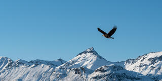 Fine art photography of a bald eagle soaring over snow-capped mountain peaks. Luxury panoramic wall art for high-end interior design.