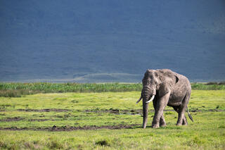 Bull elephant walking across lush green Ngorongoro Crater floor with dramatic crater wall behind, Tanzania, Africa.