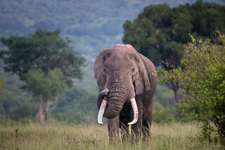 Large bull elephant with curved tusks walking toward camera through woodland savanna, Tanzania, Africa.