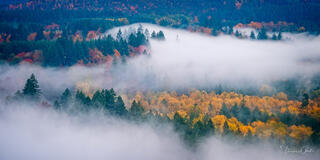 A large-format fine art landscape photograph of a dense forest with yellow, orange, and green trees partially covered by thick, low-lying white clouds and mist 