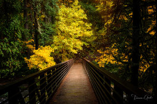 A large-format fine art photograph of a wooden bridge leading into a lush autumn forest with bright yellow maple trees and dark green evergreens, 