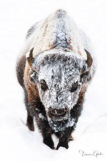 High-key bison photography with rime ice texture. Large format fine art for mountain modern decor.