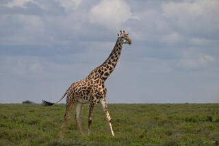 Masai giraffe striding across open green savanna under dramatic clouds, Tanzania, Africa.