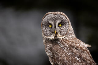 Close-up portrait of a great gray owl with piercing yellow eyes against a dark background, Yellowstone National Park wildlife photography by Tamara Gooch.