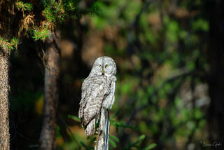 Color fine art photo of a great gray owl perched on a snag in dappled forest light, piercing yellow eyes facing camera, Yellowstone National Park.