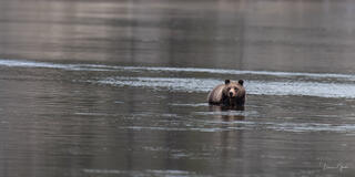 Grizzly bear wading chest-deep in the Yellowstone River, facing camera directly, atmospheric water, Yellowstone wildlife fine art photography by Tamara Gooch
