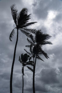 Silhouette of three Hawaiian palm trees bending in wind against dramatic stormy sky with dark clouds, fine art tropical photography print