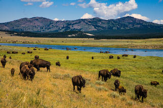 Large bison herd grazing across Hayden Valley's green meadows along the Yellowstone River, mountain ridgeline and clouds beyond, Yellowstone National Park.