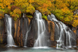 Multiple silky waterfalls cascading over basalt lava wall into turquoise river beneath vivid autumn foliage, Hraunfossar, Iceland.