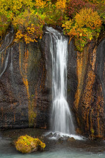 Silky waterfall cascading down dark volcanic basalt columns framed by vivid autumn foliage, Iceland.