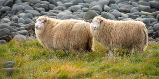 Two woolly Icelandic sheep standing in coastal grass before dark basalt boulders, Iceland.