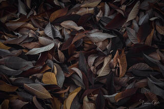 Dark moody carpet of fallen autumn leaves in deep burgundy and amber tones, Snoqualmie, Washington.
