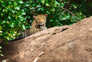 Vibrant fine art photograph of a leopard looking over a rock ridge in Tanzania, Africa, by Tamara Gooch.