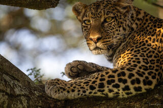 Leopard draped over acacia branch in golden light with intense amber eyes and dangling paw, Tanzania, Africa.