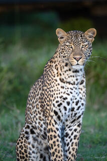 Leopard sitting upright with full rosette coat and intense golden eyes, Tanzania, Africa.