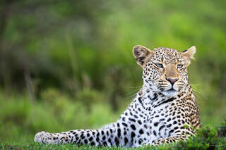 Leopard with piercing green eyes looking directly at camera against lush green background, Tanzania, Africa.
