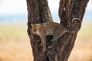 Fine art photograph of a leopard climbing an acacia tree in Tanzania, Africa, by Tamara Gooch.