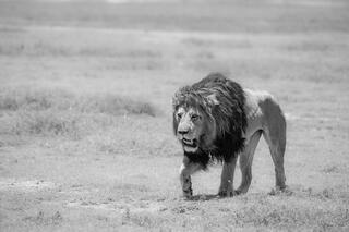 Black and white male lion with dark mane walking purposefully across open savanna, Tanzania, Africa.
