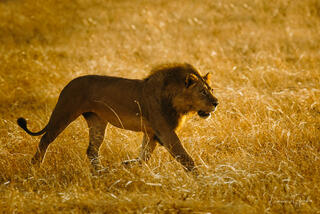 Fine art photograph of a male lion walking through golden grass in Tanzania, Africa, by Tamara Gooch.