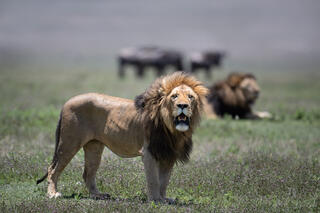 Magnificent full-maned male lion standing alert with second male and cape buffalo in misty background, Ngorongoro Crater, Tanzania.
