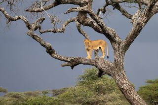 Limited edition fine art print of a lioness in a full acacia tree, Ngorongoro Crater, Tanzania. Storm sky. ChromaLuxe metal and TruLife Acrylic.