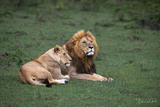 Male lion with full golden mane and lioness resting together on green grass, Tanzania wildlife fine art photography by Tamara Gooch.
