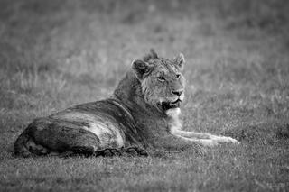 Black and white portrait of a young male lion resting in grass, Ngorongoro Crater, Tanzania, Africa.