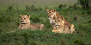 Three alert lionesses resting in lush green grass, Ngorongoro Crater, Tanzania, Africa.