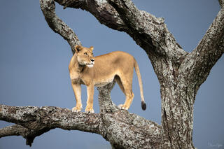 Lioness standing alert in acacia tree branches against blue sky, Ngorongoro Crater, Tanzania, Africa.
