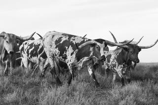 Herd of Texas Longhorn cattle with sweeping horns moving through native prairie grass, black and white western fine art photography by Tamara Gooch.