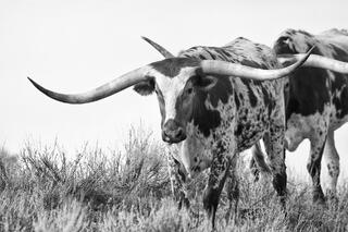 Texas Longhorn cattle with enormous spread horns standing in sagebrush, direct gaze, black and white western fine art photography by Tamara Gooch.