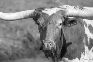 Black and white fine art close-up portrait of a Texas longhorn steer, sweeping horns spanning the frame, direct gaze, soft background.