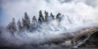 Conifers emerging from billowing geothermal steam at Midway Geyser Basin, Yellowstone National Park, Wyoming.