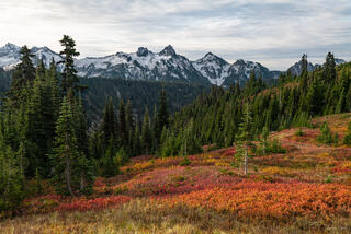 Brilliant red and orange autumn meadows below the snow-dusted Tatoosh Range, Mount Rainier National Park, Washington.