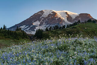 Lupine and bistort wildflowers carpet Paradise meadows below alpenglow-lit glaciers of Mount Rainier, Washington, at sunrise.