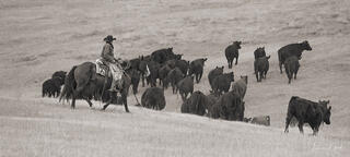 Cowboy on horseback driving large herd of black Angus cattle across pale sepia hillside, western ranch fine art photography by Tamara Gooch.